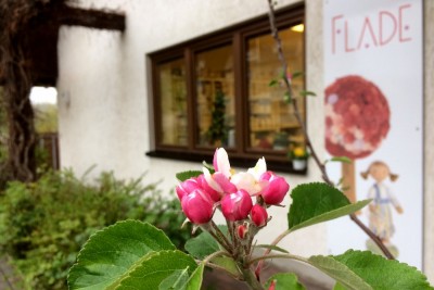 FLADE_Apfelbaumblüte
